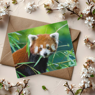 Carte Postale Le regard lunaire - Le panda rouge