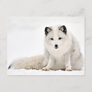 Carte Postale Le renard arctique dans la neige