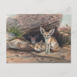 Carte Postale Le renard de Fennec par Joseph Wolf