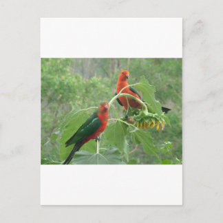 Carte Postale Le Roi australien Parrots