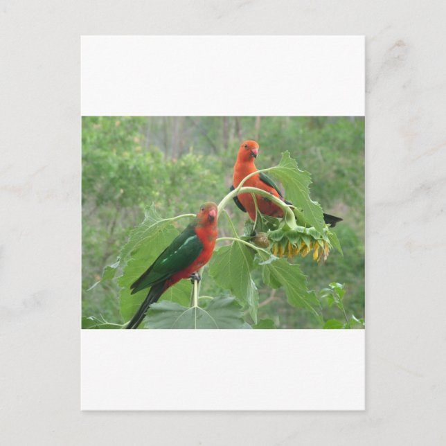 Carte Postale Le Roi australien Parrots (Devant)