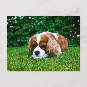 Carte Postale Le roi Cavalier Charles Spaniel Blenheim en herbe