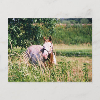 Carte Postale Le Roi frais McCue Postcard