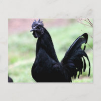 Le Rooster Ayam Cemani Nommé Vlad