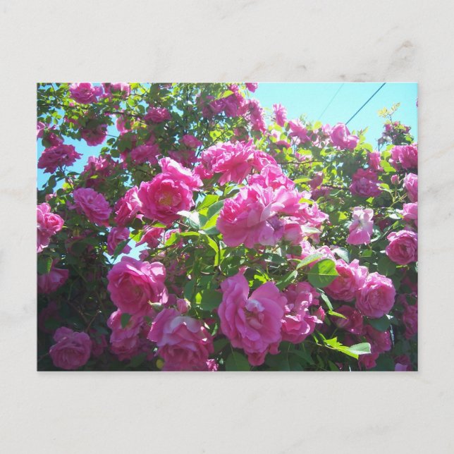 Carte Postale Le rose (Devant)