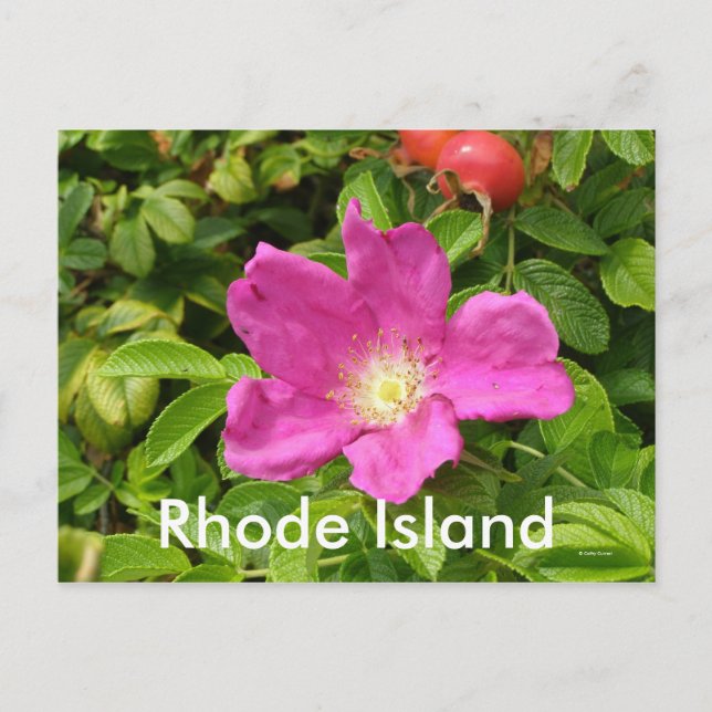 Carte Postale Le Rose (Devant)