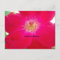 Le Rose cosmique : Le design trompeur de la nature
