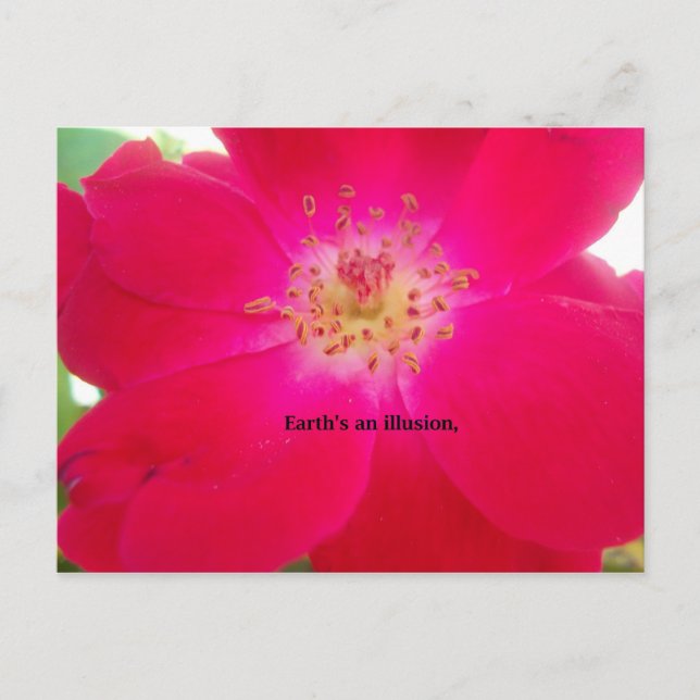 Carte Postale Le Rose cosmique : Le design trompeur de la nature (Devant)