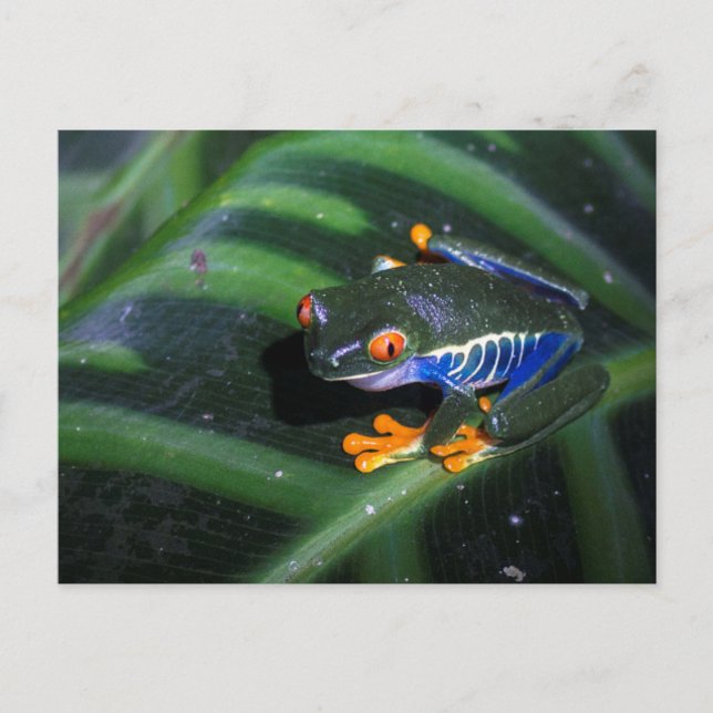Carte Postale Le rouge observe la grenouille sur la feuille (Devant)