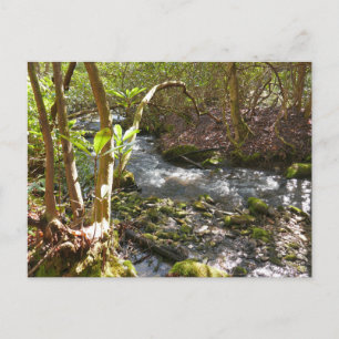 Carte Postale Le ruisseau Mingus dans les montagnes Smoky