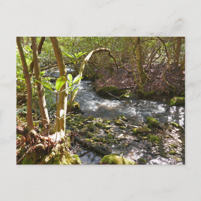 Carte Postale Le ruisseau Mingus dans les montagnes Smoky (Devant)