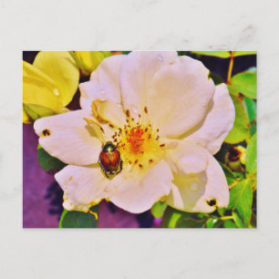 Carte Postale Le scarabée japonais sur la rose blanche
