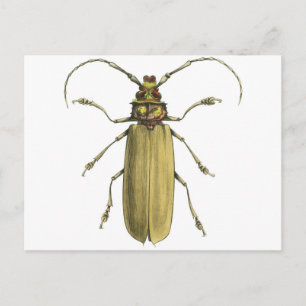Carte Postale Le scarabée, Prionus Corticinus