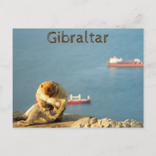 Carte Postale Le singe barbare de Gibraltar