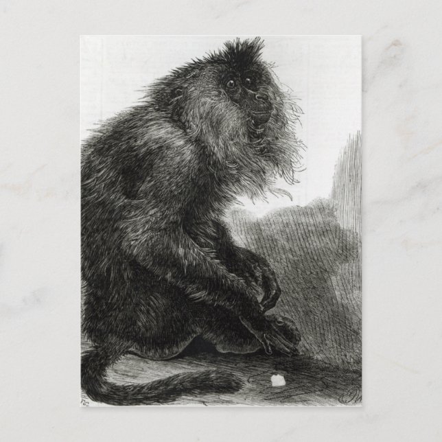 Carte Postale Le singe du Waderoo indien (Devant)