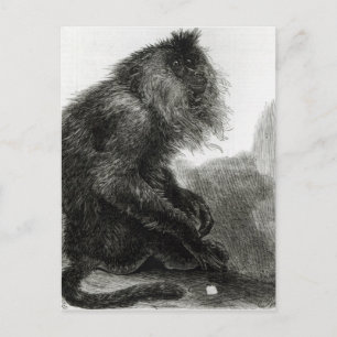 Carte Postale Le singe du Waderoo indien