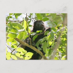 Carte Postale Le singe Howler dans la jungle Photo