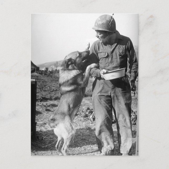 Carte Postale Le soldat et ses 2ÈME GUERRE MONDIALE bergers alle (Devant)