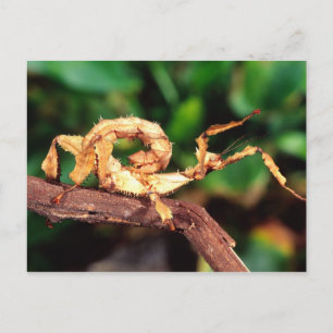 Carte Postale le spectre de Macleay (épiney Stick Insect),