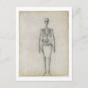 Carte Postale Le squelette humain, vue antérieure, de la série