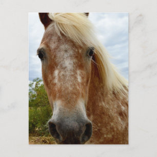 Carte Postale "Le sucre : la grâce de l'Appaloosa"