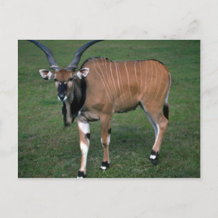 Carte Postale Le taureau Eland-young de Lord Derby