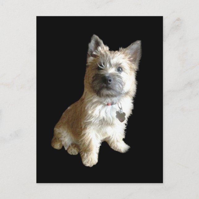 Carte Postale Le Terrier Cutest Jamais !  Plus mignon que Toto ! (Devant)