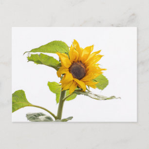 Carte Postale Le tournesol embrasser le ciel
