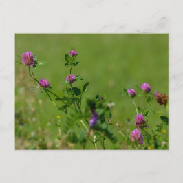 Carte Postale Le trèfle rose sur la prairie verte.