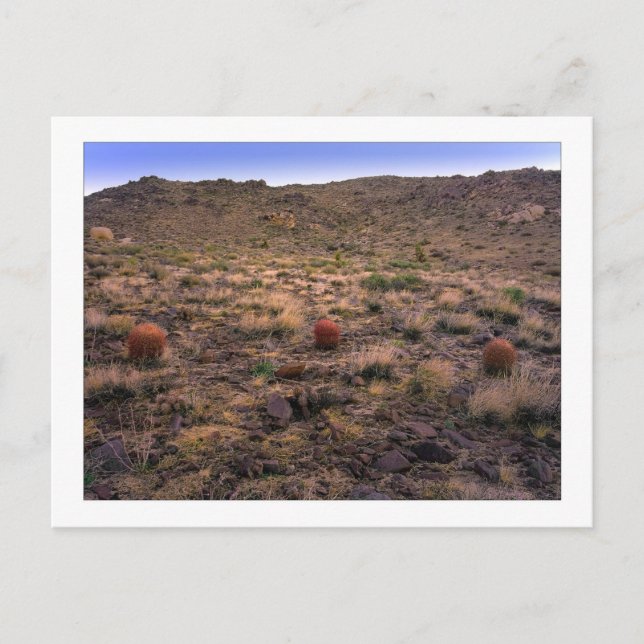 Carte Postale " Le Trifecta du matin " (Devant)