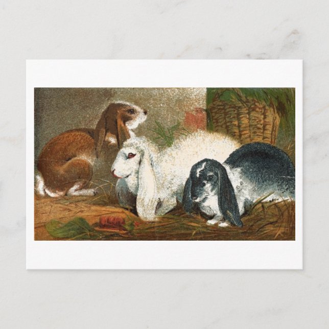 Carte Postale Le trio de lapins (Devant)