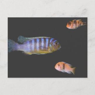 Carte Postale Le trio du Cichlid