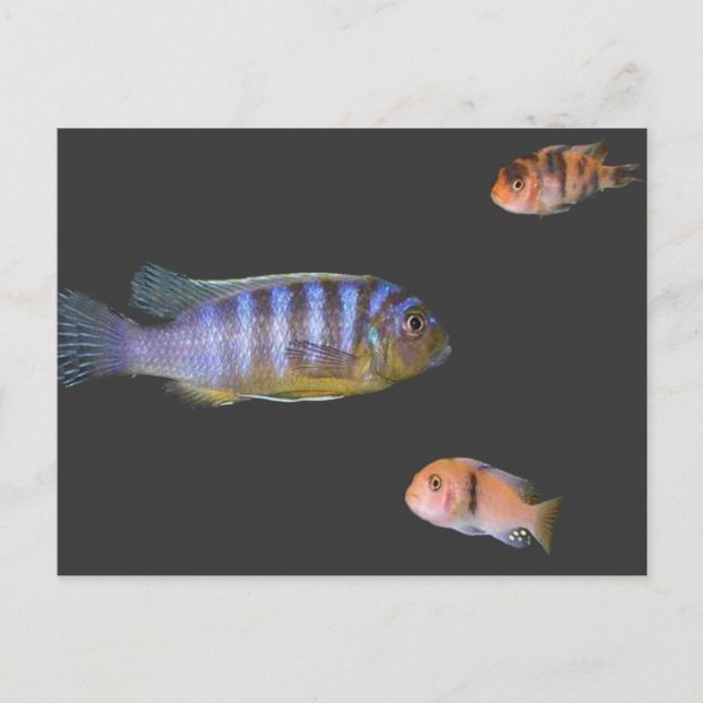 Carte Postale Le trio du Cichlid (Devant)