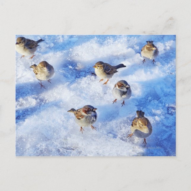 Carte Postale Le troupeau de Bruants de maison 'Passer domesticu (Devant)