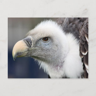 Carte Postale Le vautour de Rüppell