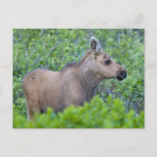 Carte Postale Le veau de l'orignal dans la vallée du glacier Man