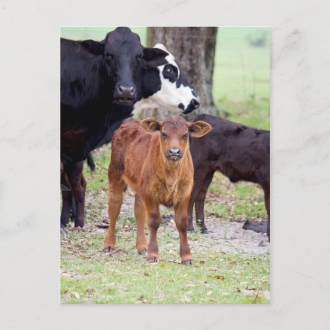Carte Postale Le veau du bébé au printemps (Devant)
