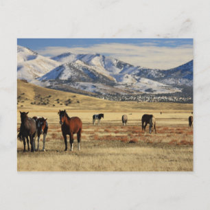 Carte Postale Le vent de l'hiver
