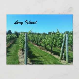 Carte Postale Le vignoble de Long Island