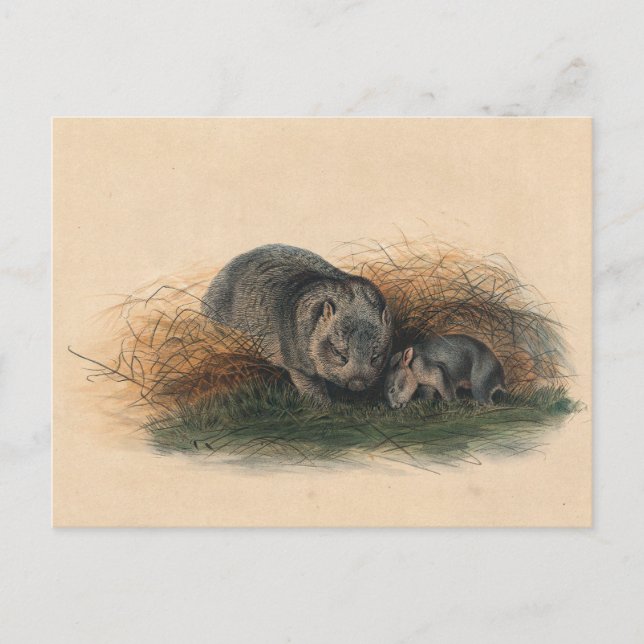 Carte Postale Le Wombat de Tasmanie par Joseph Wolf (Devant)