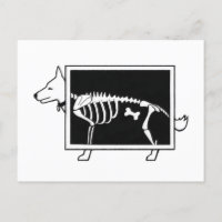 Le X-Ray du chien