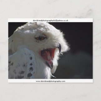 Carte Postale Le Yawn