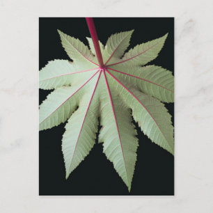 Carte Postale Leaf and Stem