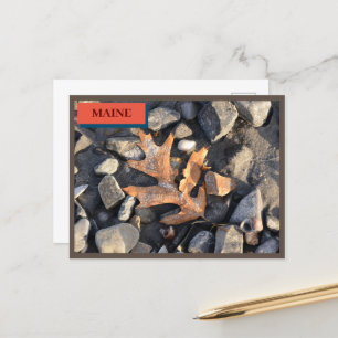 Carte Postale Leaf Stones Coques Seapoint Beach Maine Nature