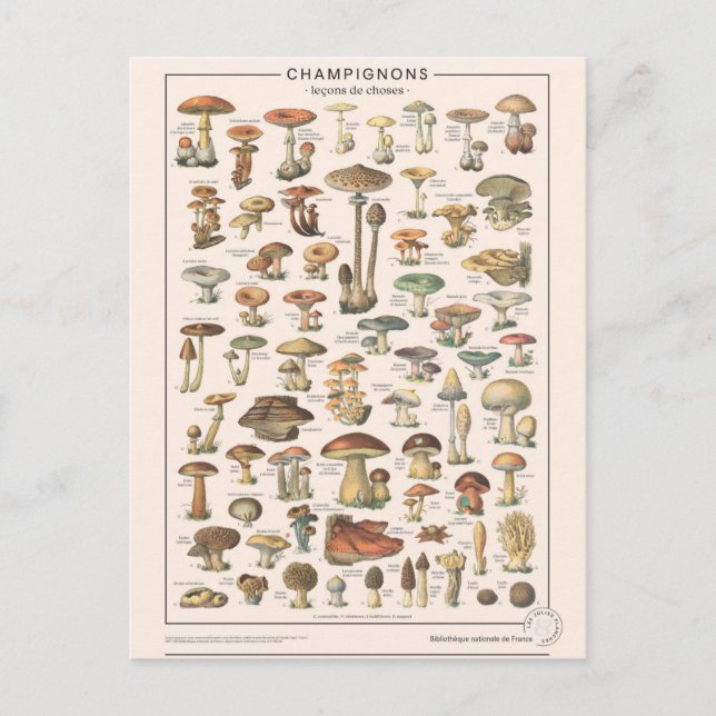 Carte Postale Leçons de choses les champignons (Devant)