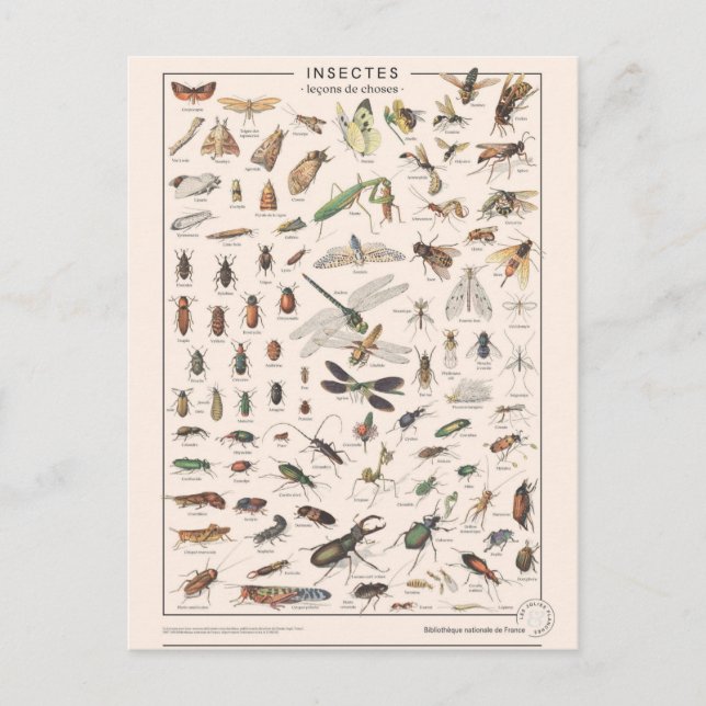 Carte Postale Leçons de choses les insectes (Devant)