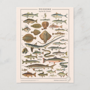 Carte Postale Leçons de choses les poissons
