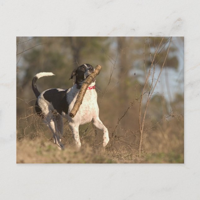 Carte Postale Lecture de la récupération (Devant)