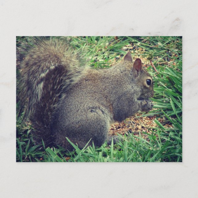 Carte Postale L'écureuil dans les semences d'oiseaux (Devant)
