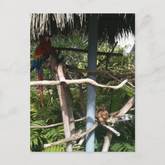Carte Postale L'écureuil vole la nourriture du perroquet